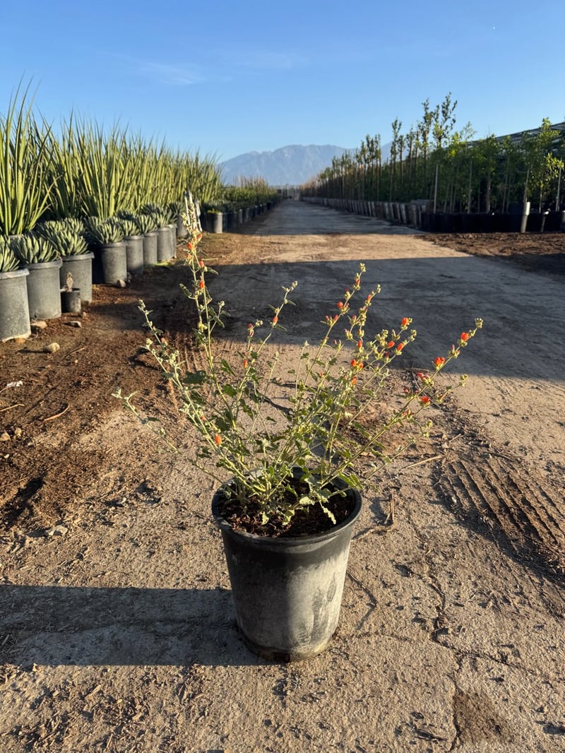 Photo for Sphaeralcea ambigua (Apricot Mallow)