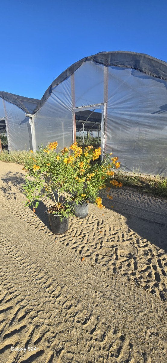 Photo for Tecoma x alata 'Orange Jubilee' (Orange Jubilee)