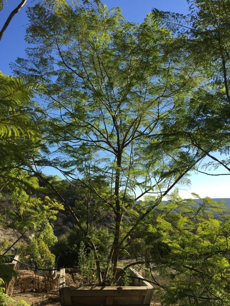 Photo for Jacaranda mimosifolia (Multi) (Jacaranda)