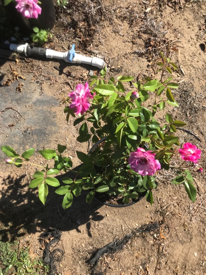 Photo for Rosa 'Brilliant Pink Iceberg' (Brilliant Pink Iceberg Shrub Rose)