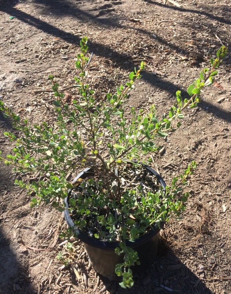Photo for Baccharis pilularis consanguinea (Coyote Brush)