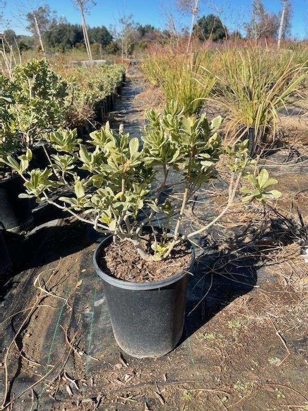 Photo for Pittosporum tobira 'Variegata' (Variegated Japanese Mock Orange)