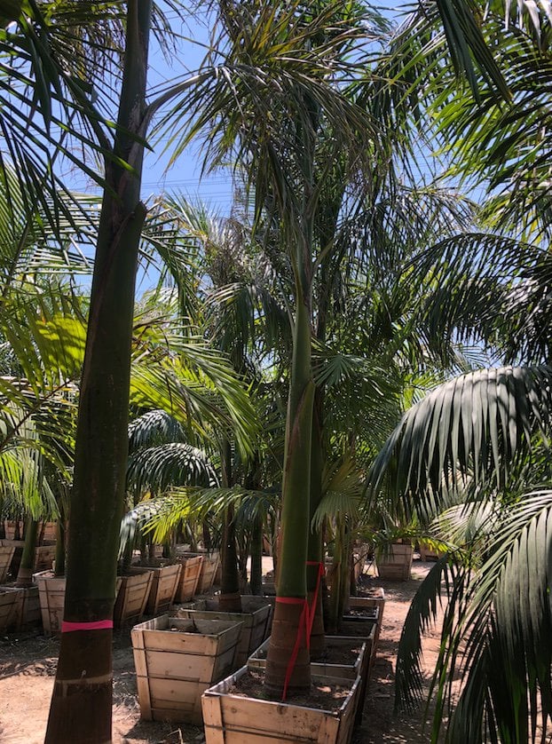 Photo for Roystonea regia (10' BTH) (Cuban Royal Palm)