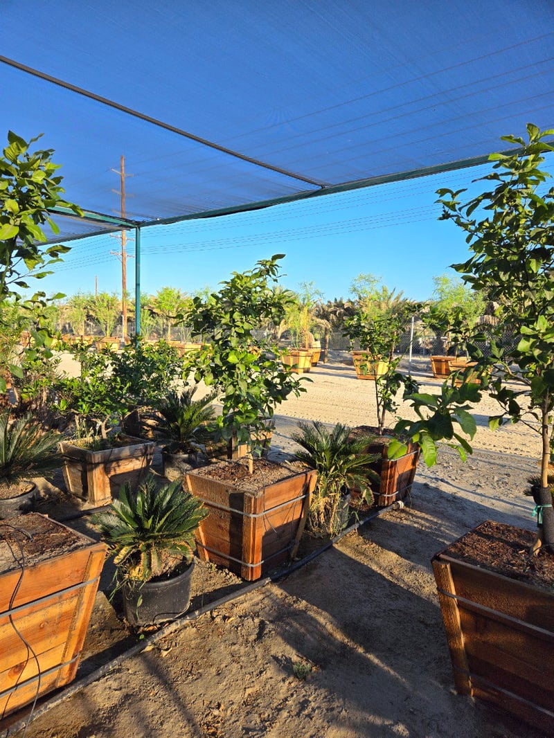Photo for Citrus limon 'Eureka' (Eureka Lemon)