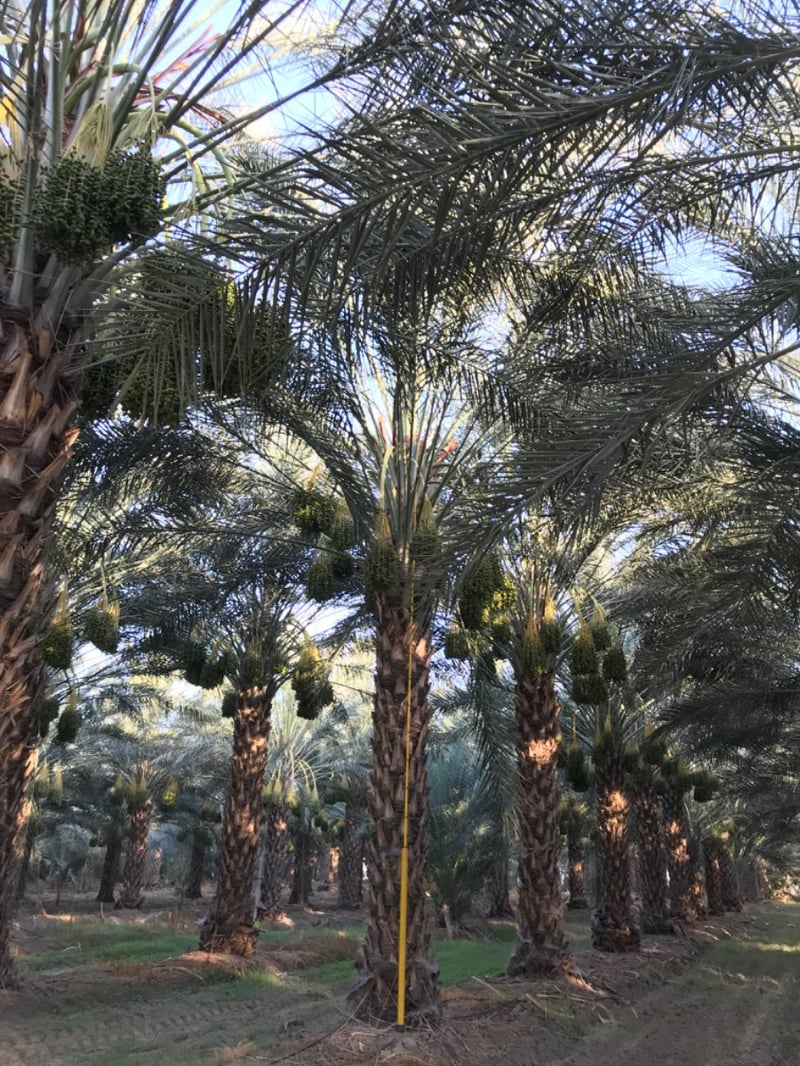 Photo for Phoenix dactylifera 'Deglet Noor' (Deglet Noor Date Palm)