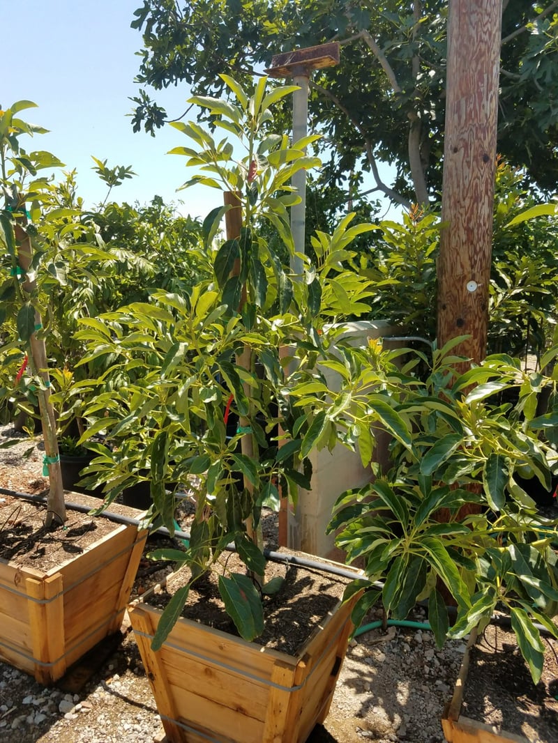 Photo for Persea americana 'Hass' (Hass Avocado)