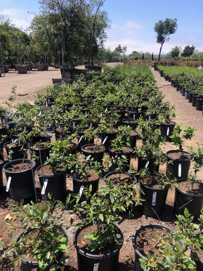 Photo for Rhamnus californica (Coffeeberry)