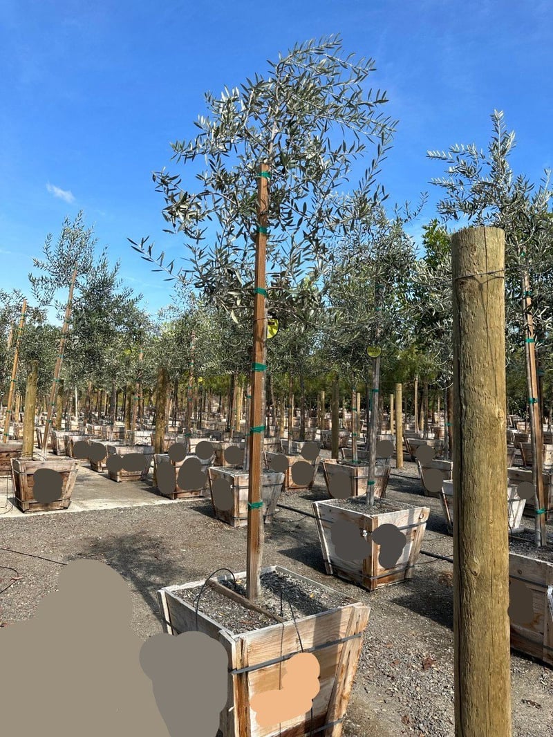 Photo for Olea europaea 'Swan Hill' (Swan Hill Olive)
