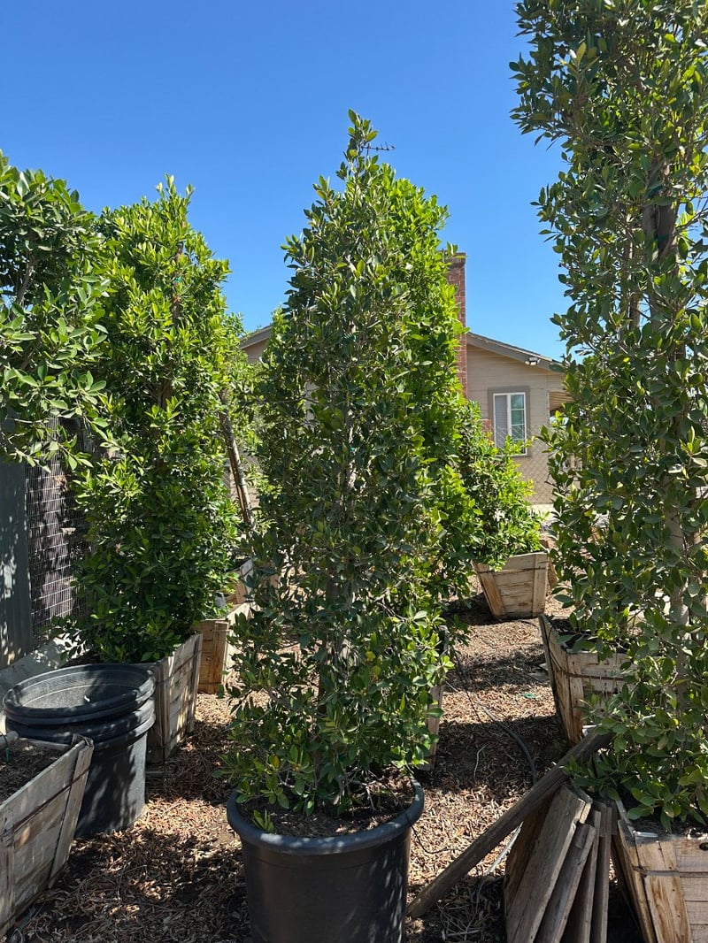 Photo for Ficus microcarpa nitida (Column) (Indian Laurel)