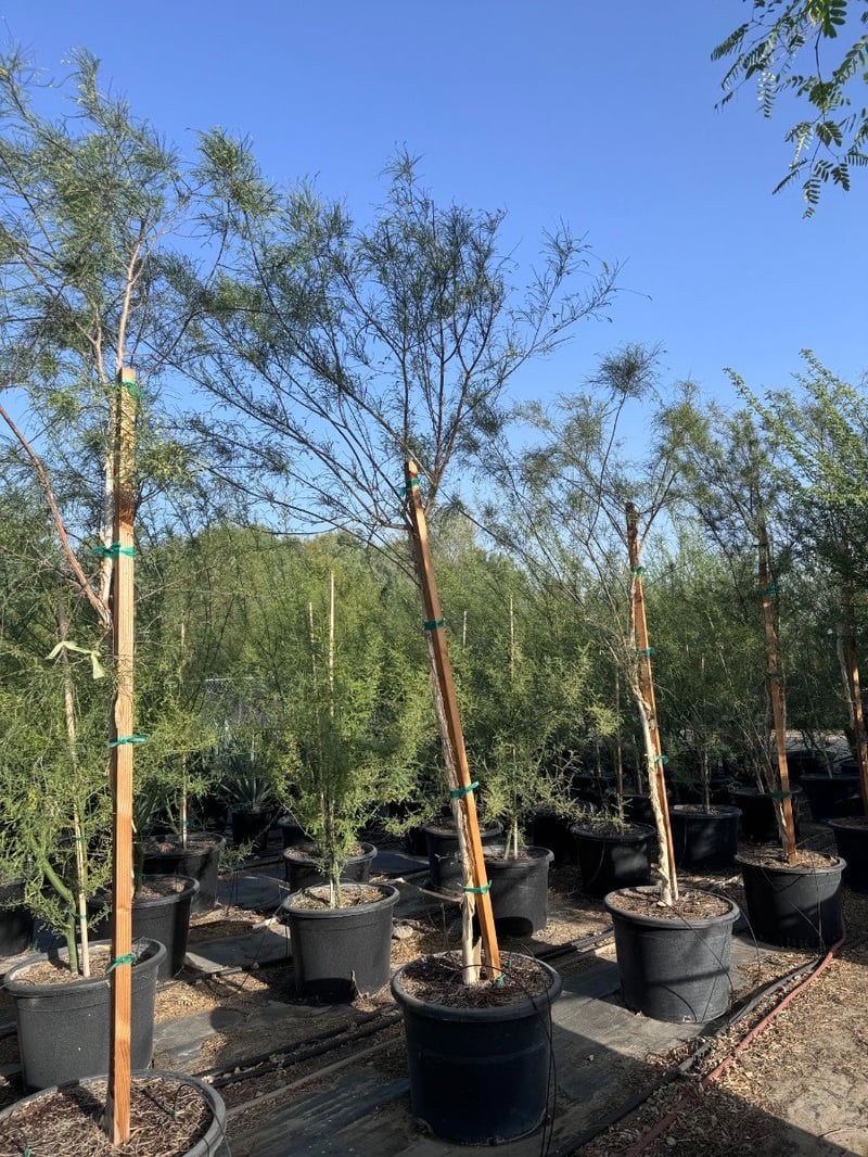 Photo for Acacia willardiana (Palo Blanco)