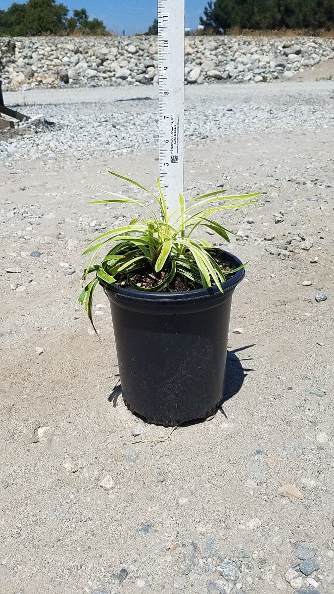 Photo for Liriope muscari 'Silvery Sunproof' (Liriope muscari 'Silvery Sunproof')