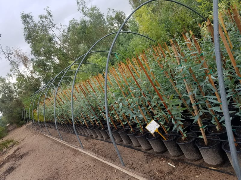 Photo for Eucalyptus camaldulensis (Murray River Red Gum)