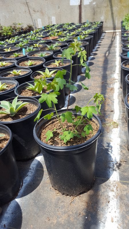 Photo for Ribes aureum (R. odoratum) (Golden Current)