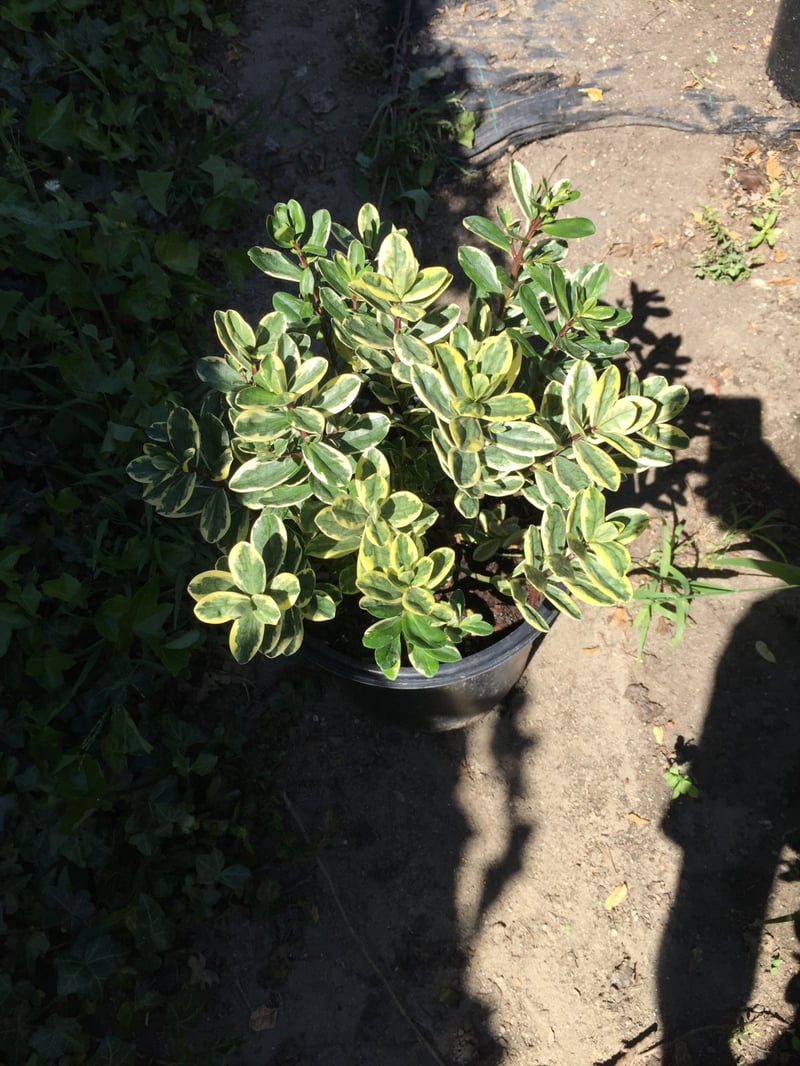 Photo for Hebe 'Variegata' (Variegated Hebe)