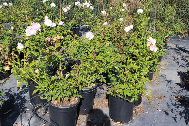 Photo for Rosa 'Iceberg' (White) (Iceberg Shrub Rose)