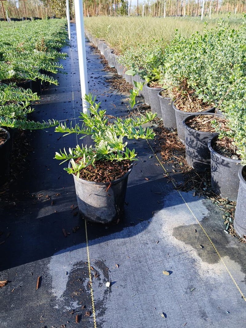 Photo for Myoporum parvifolium 'Putah Creek' (Creeping Myoporum)