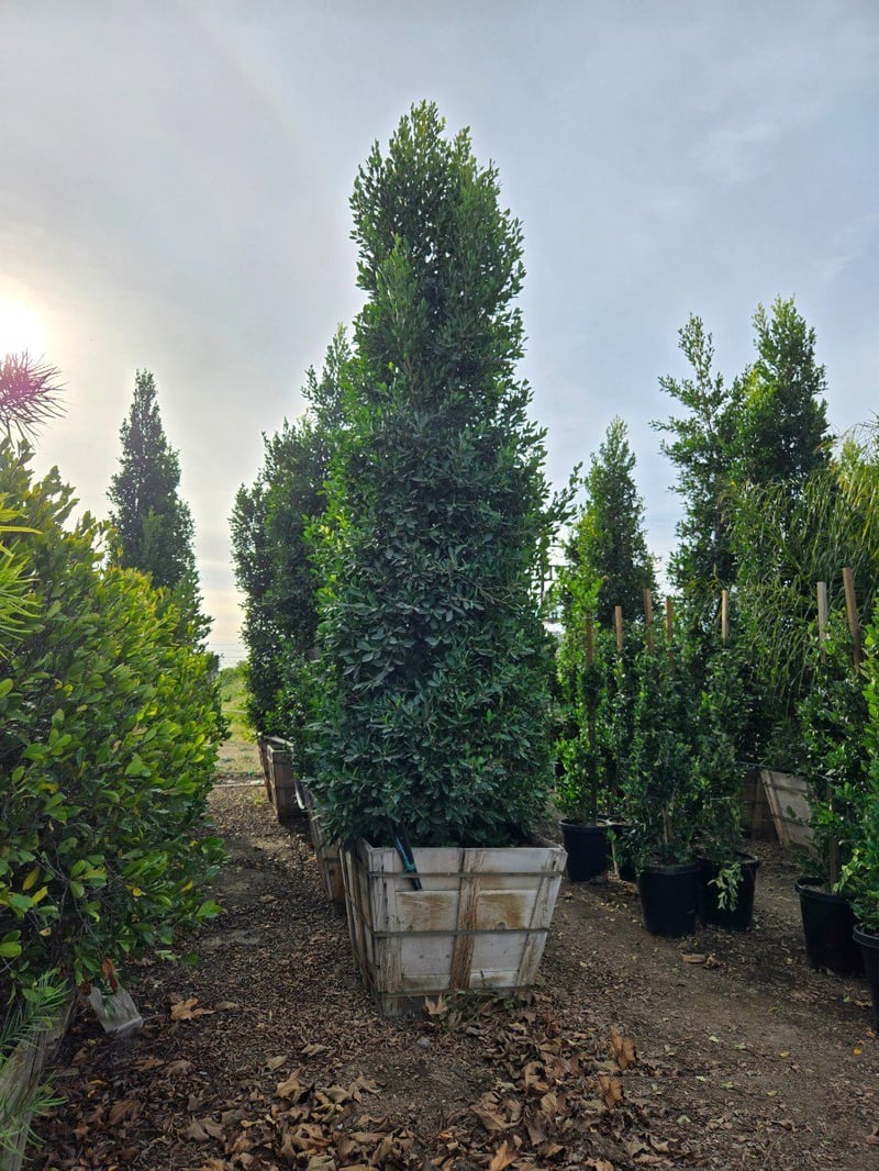 Photo for Ficus microcarpa nitida (Column) (Indian Laurel)