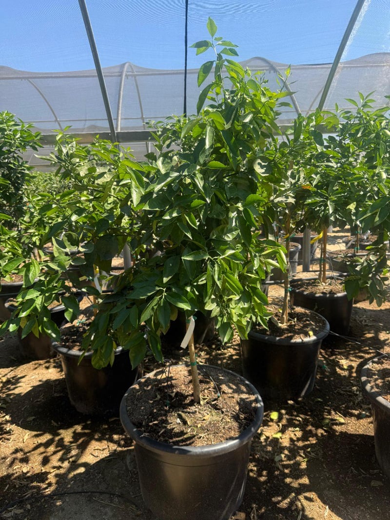 Photo for Citrus sinensis 'Valencia' (Valencia Orange Tree)