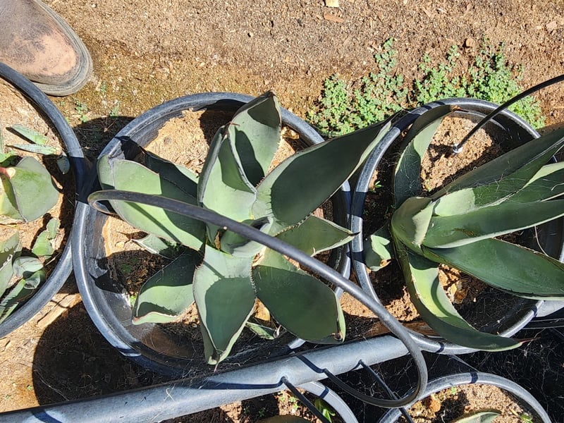 Photo for Agave 'Sharkskin' (Sharkskin Agave)