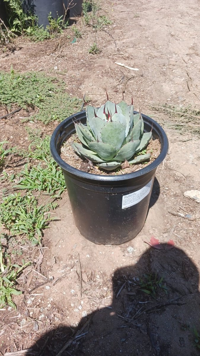 Photo for Agave parryi var. truncata (Artichoke Agave)