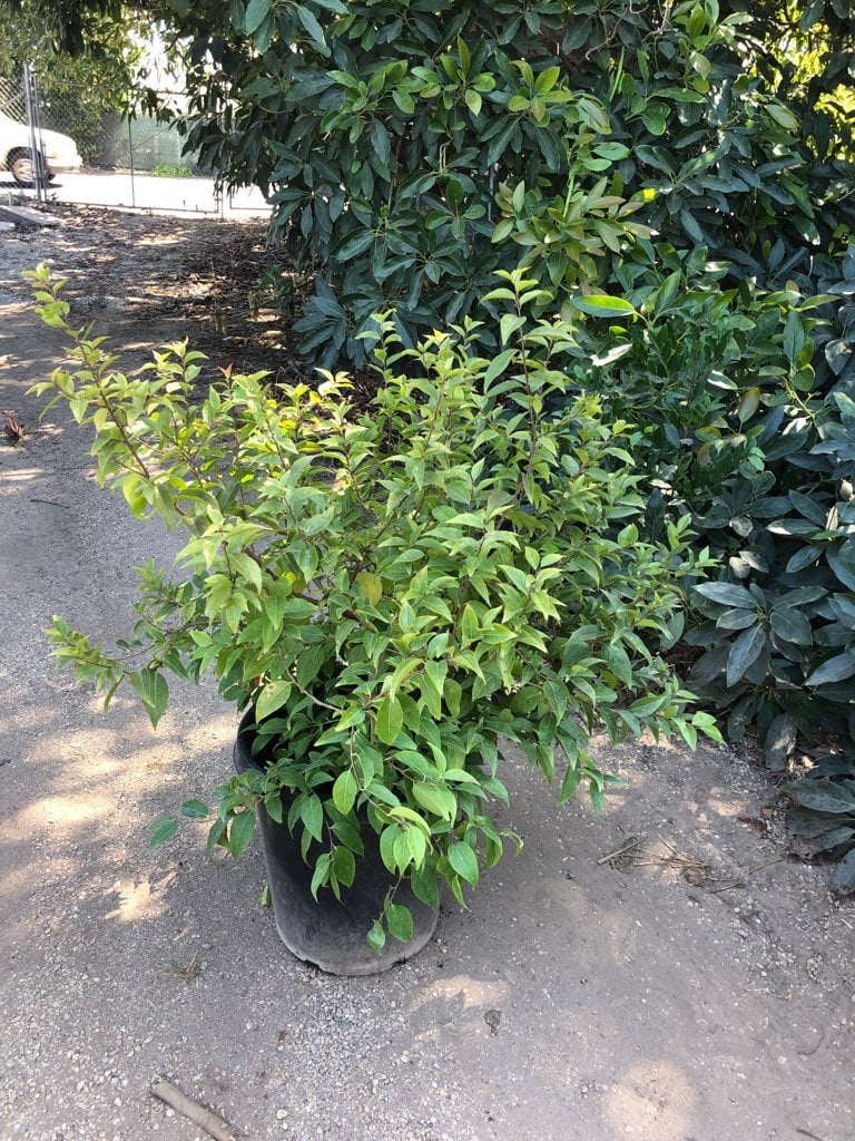 Photo for Xylosma congesta (Shiny Xylosma)