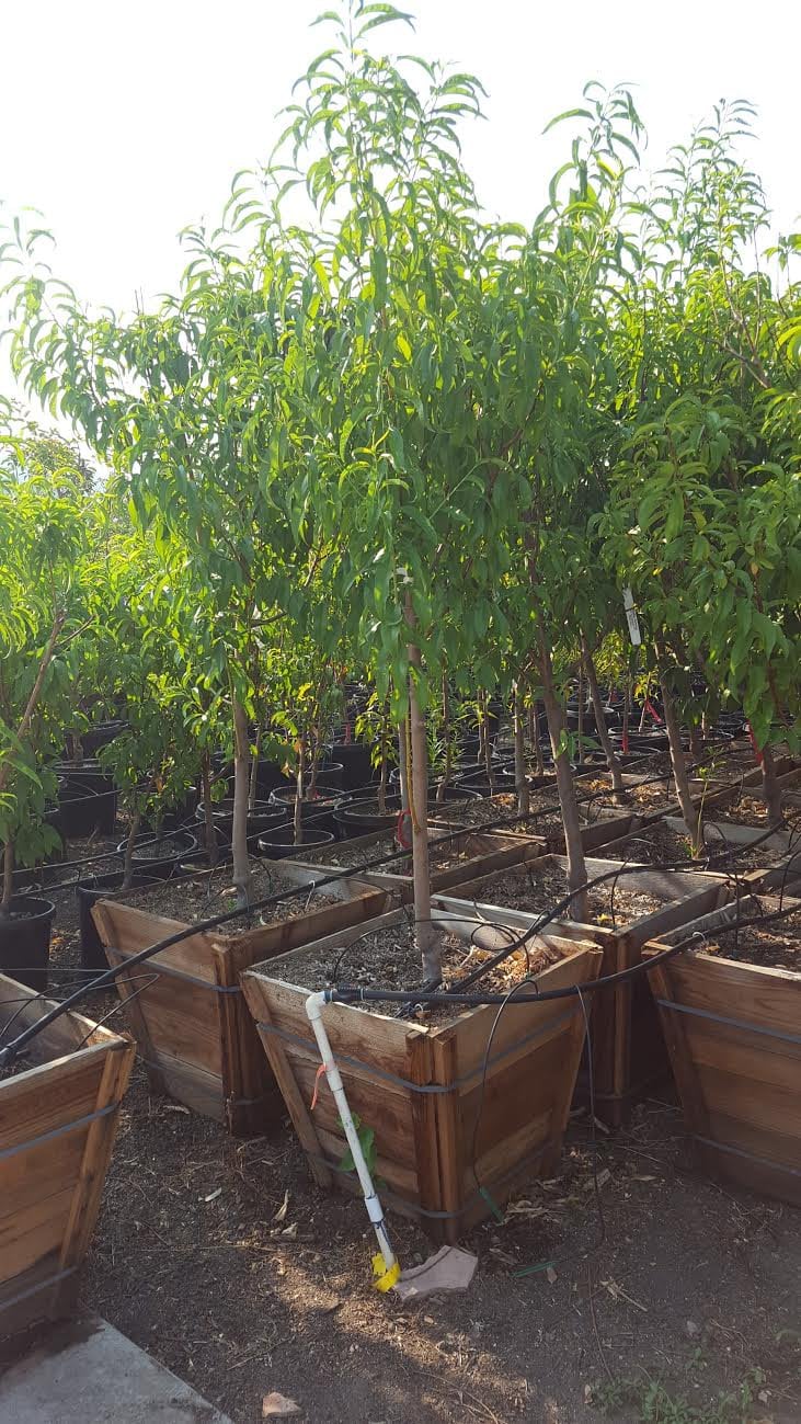 Photo for Prunus persica 'Donut' (Donut Peach)