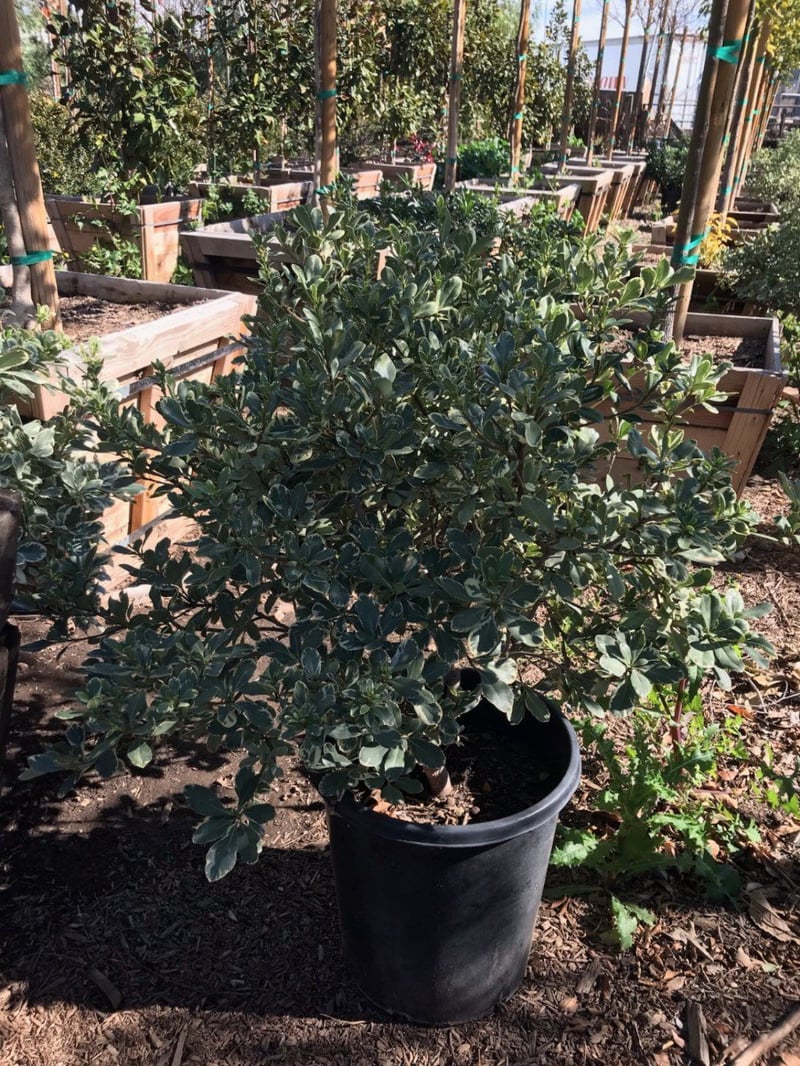 Photo for Pittosporum tobira 'Variegata' (Variegated Japanese Mock Orange)