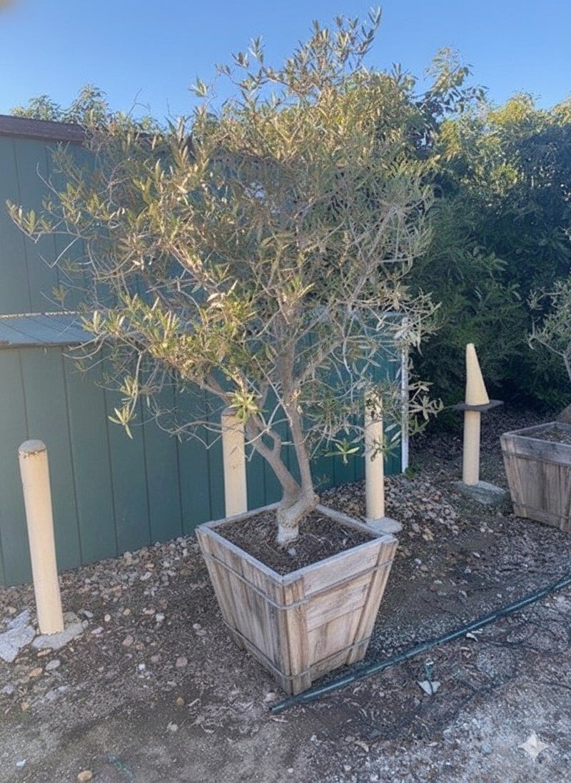 Photo for Olea europaea 'Fruitless' (Multi) (Fruitless Olive)