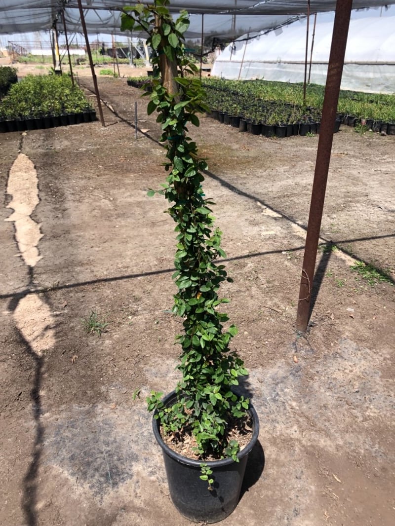 Photo for Ficus pumila (F. repens) (Creeping Fig, Fig Ivy)