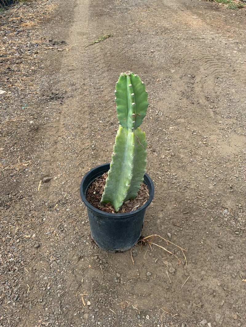 Photo for Cereus repandus (Cereus peruvianus) (Peruvian Apple Cactus)