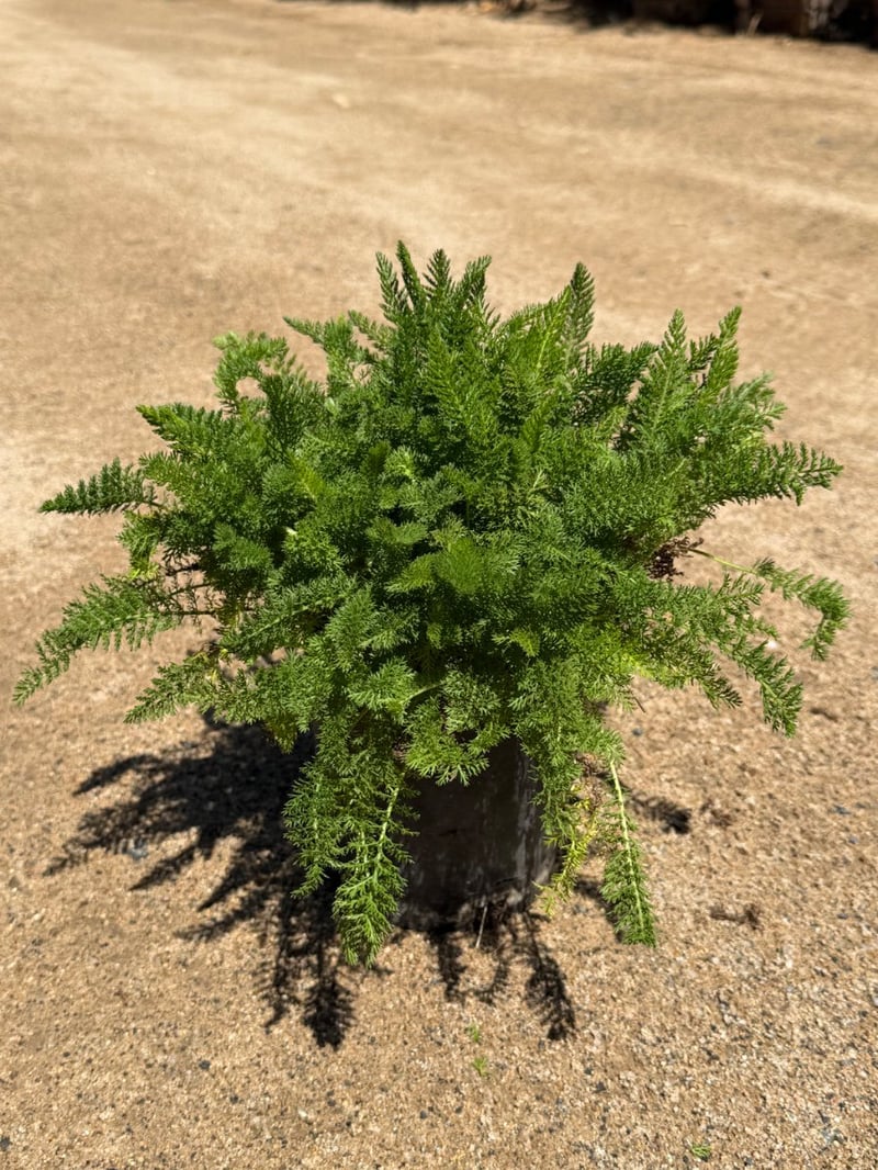 Photo for Achillea millefolium 'Island Pink' (Island Pink Yarrow)