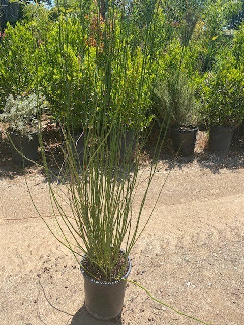Photo for Chondropetalum elephantinum (Large Cape Rush)