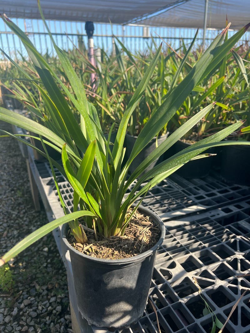 Photo for Dianella revoluta (Revoluta Flax Lily)