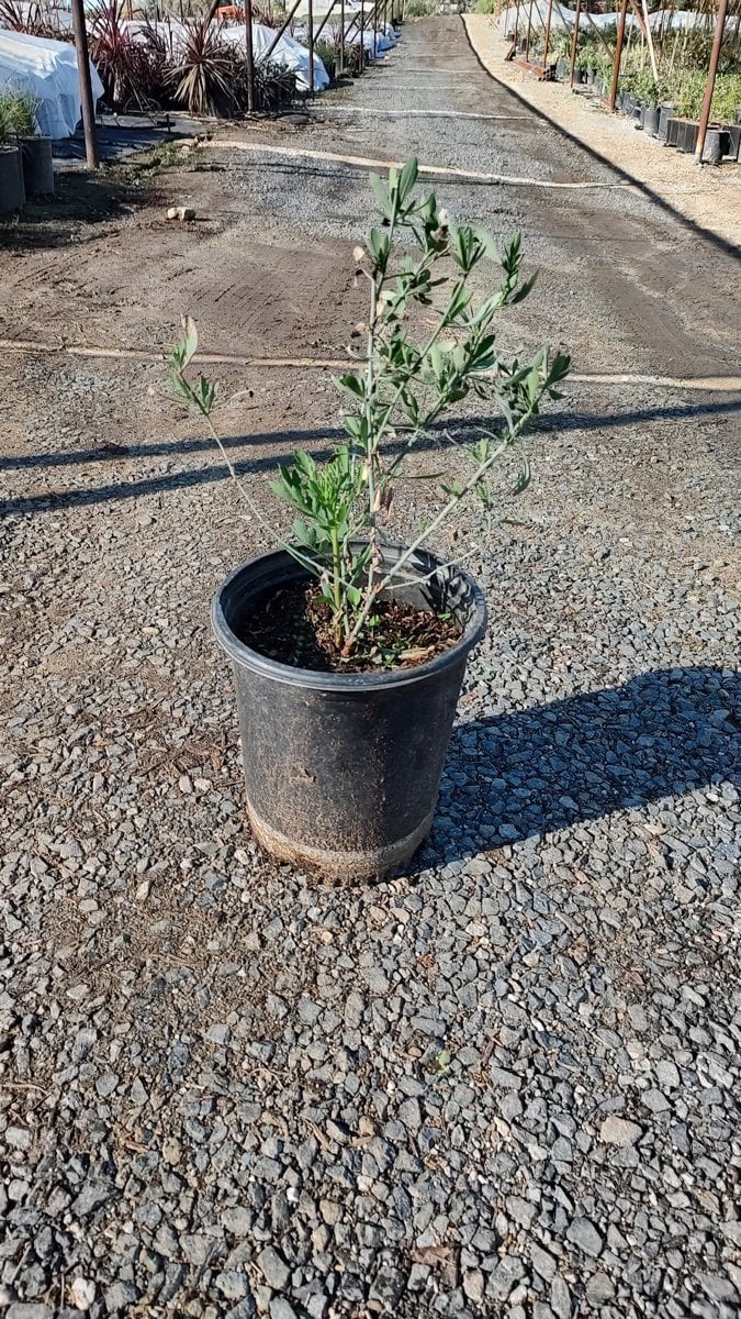 Photo for Romneya coulteri (Matilija Poppy)