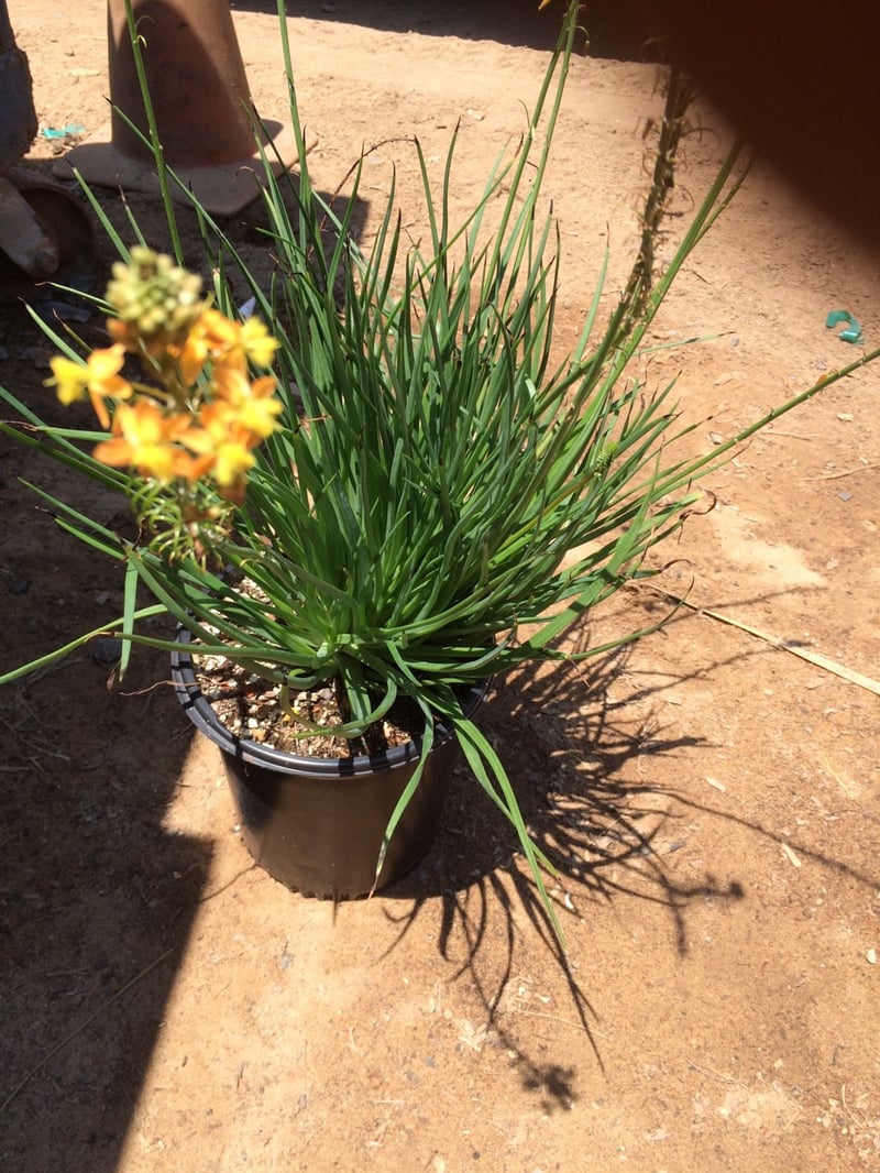 Photo for Bulbine frutescens 'Tiny Tangerine' (Tangerine Stalked Bulbine)