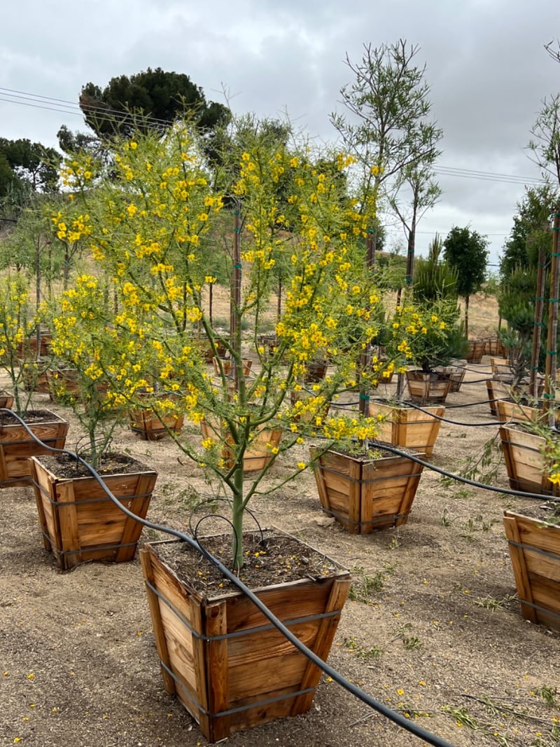 Photo for Cercidium 'Desert Museum' (Low Branch) (Desert Museum Palo Verde)