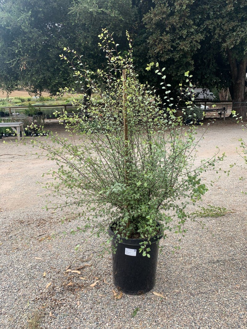 Photo for Pittosporum tenuifolium 'Silver Sheen' (Silver Sheen Kohuhu)