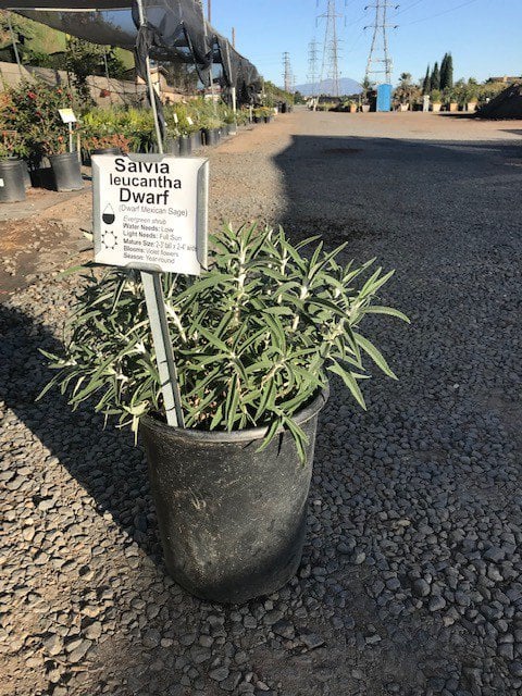 Photo for Salvia leucantha (Mexican Bush Sage, Velvet Sage)