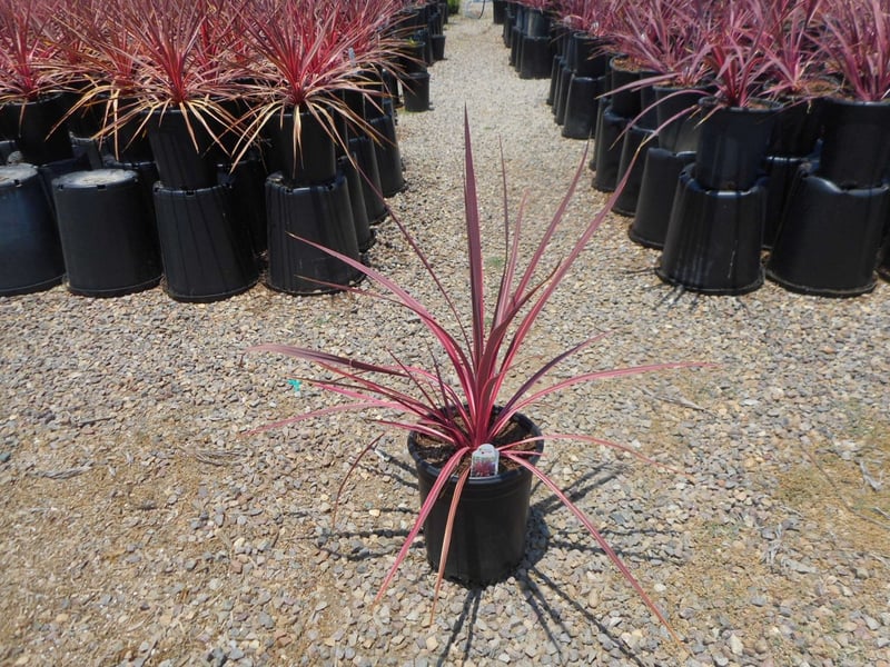 Photo for Cordyline 'Electric Pink' (Pink variegated Dracaena)