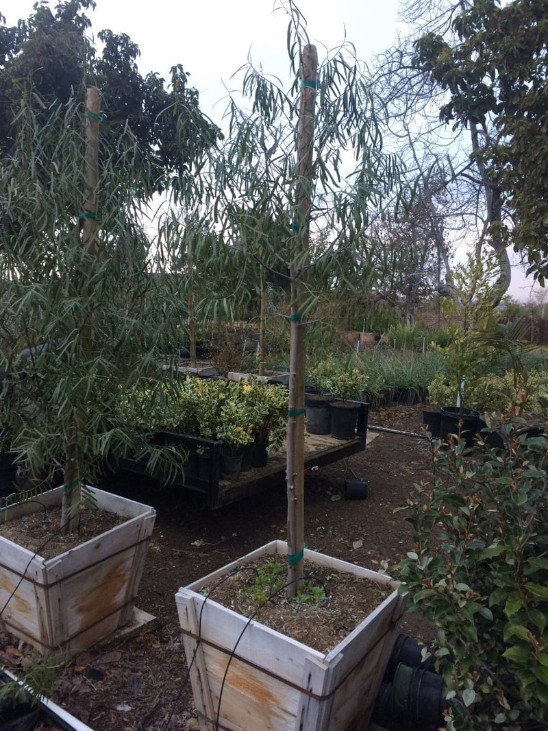 Photo for Geijera parviflora (Standard) (Australian Willow)