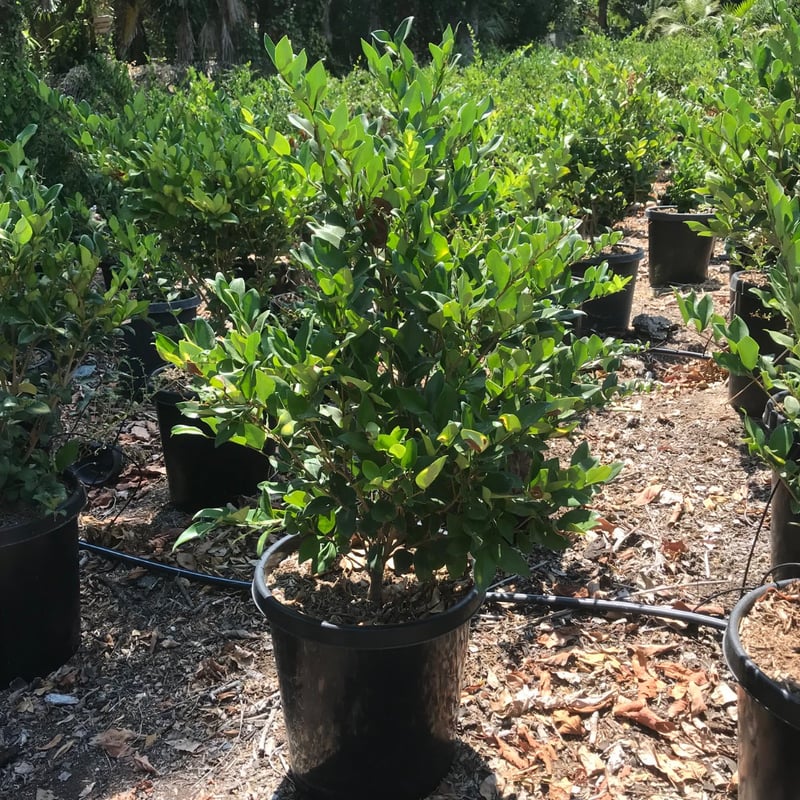 Photo for Ligustrum japonicum 'Texanum' (Hedge) (Waxleaf Privet)