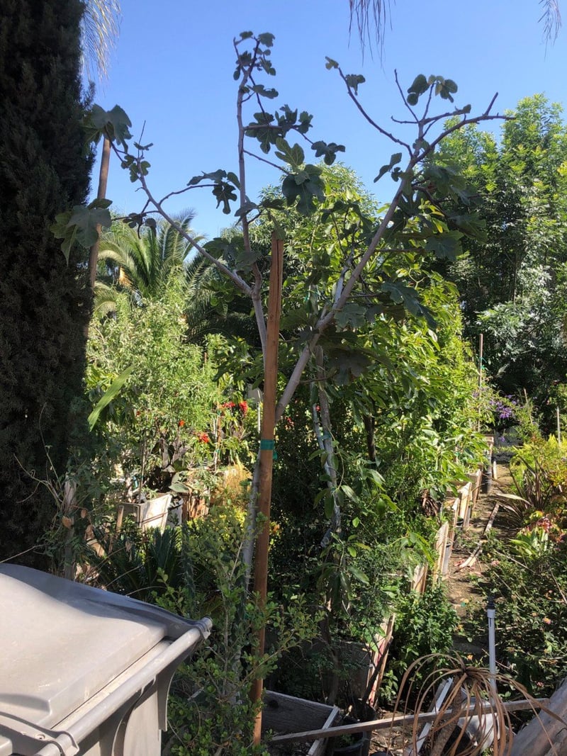 Photo for Ficus carica 'Black Mission' (Black Mission Fig)