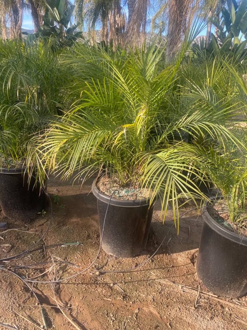 Photo for Phoenix roebelenii (Multi) (Pygmy Date Palm)