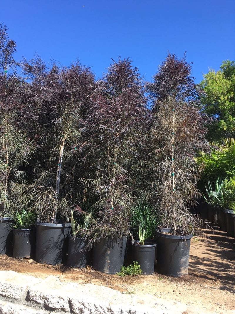 Photo for Agonis flexuosa 'Jervis Bay After Dark' (Low Branching) (After Dark Peppermint Tree (Low Branching))