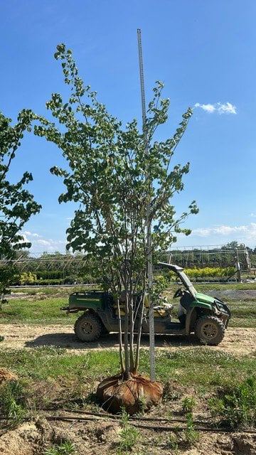 Photo for Amelanchier x grandiflora 'Autumn Brilliance' (Multi) (Autumn Brilliance Serviceberry)