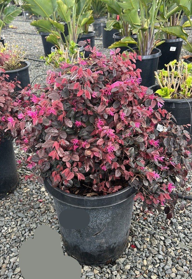 Photo for Loropetalum chinense var. rubrum (Fringe Flower 'Rubrum')