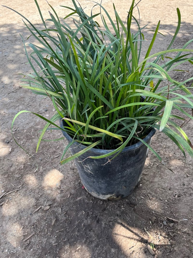 Photo for Liriope muscari (Lily Turf)