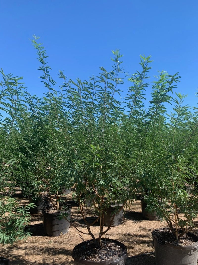 Photo for Prosopis 'Civano Seedless' (Thornless Seedless Mesquite)