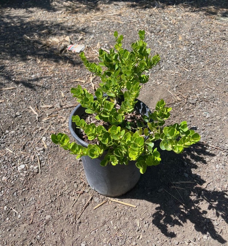 Photo for Carissa macrocarpa 'Boxwood Beauty' (Boxwood Beauty Natal Plum)