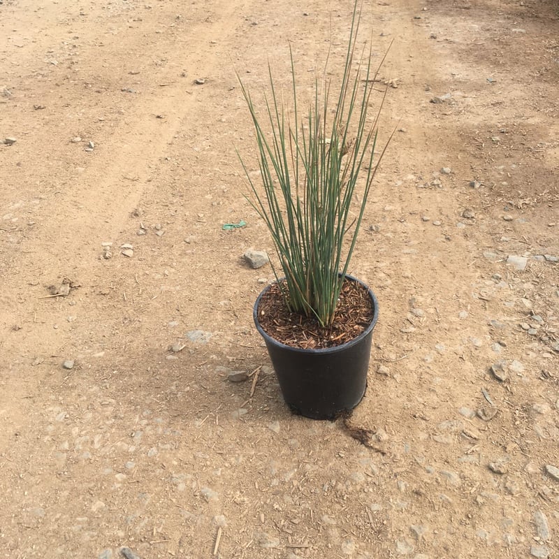 Photo for Juncus patens (California Grey Rush)